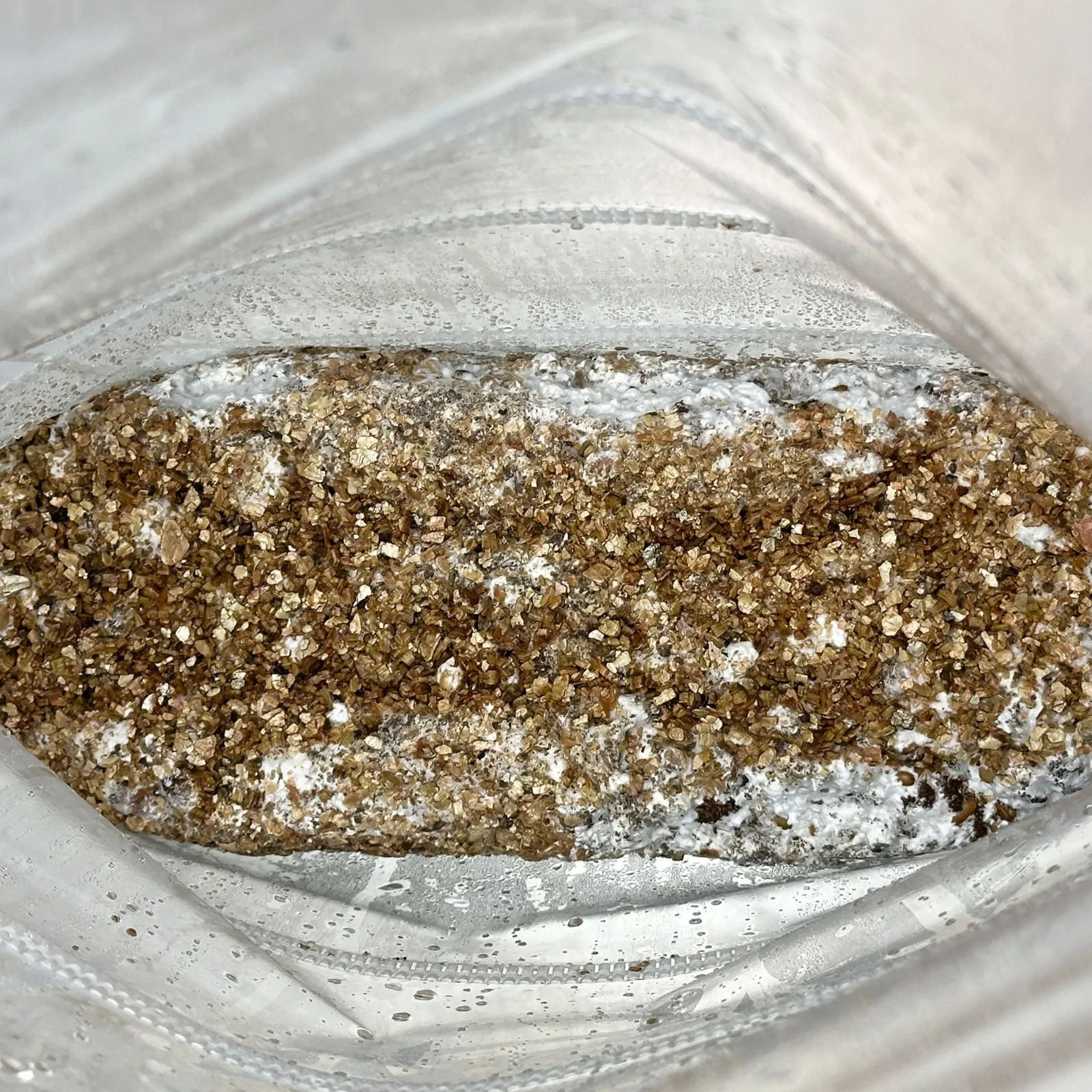 A MycMonster in its fruiting stage